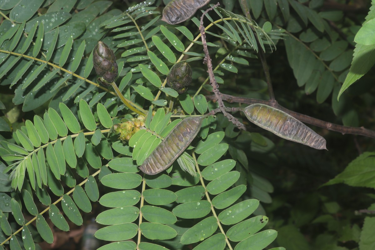 Senna didymobotrya (Fresen.) H.S.Irwin & Barneby